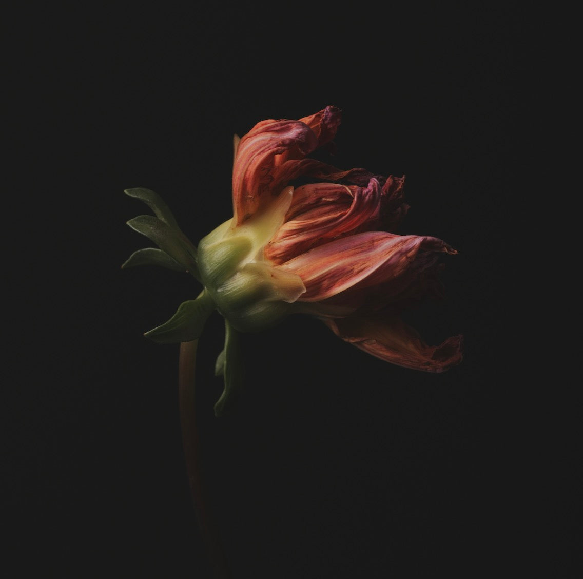 Moody Wilted Dahlia - Download