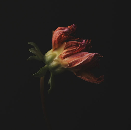 Moody Wilted Dahlia - Download
