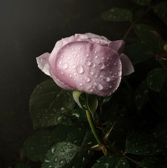 Moody Light Pink Rose with Droplets - Download