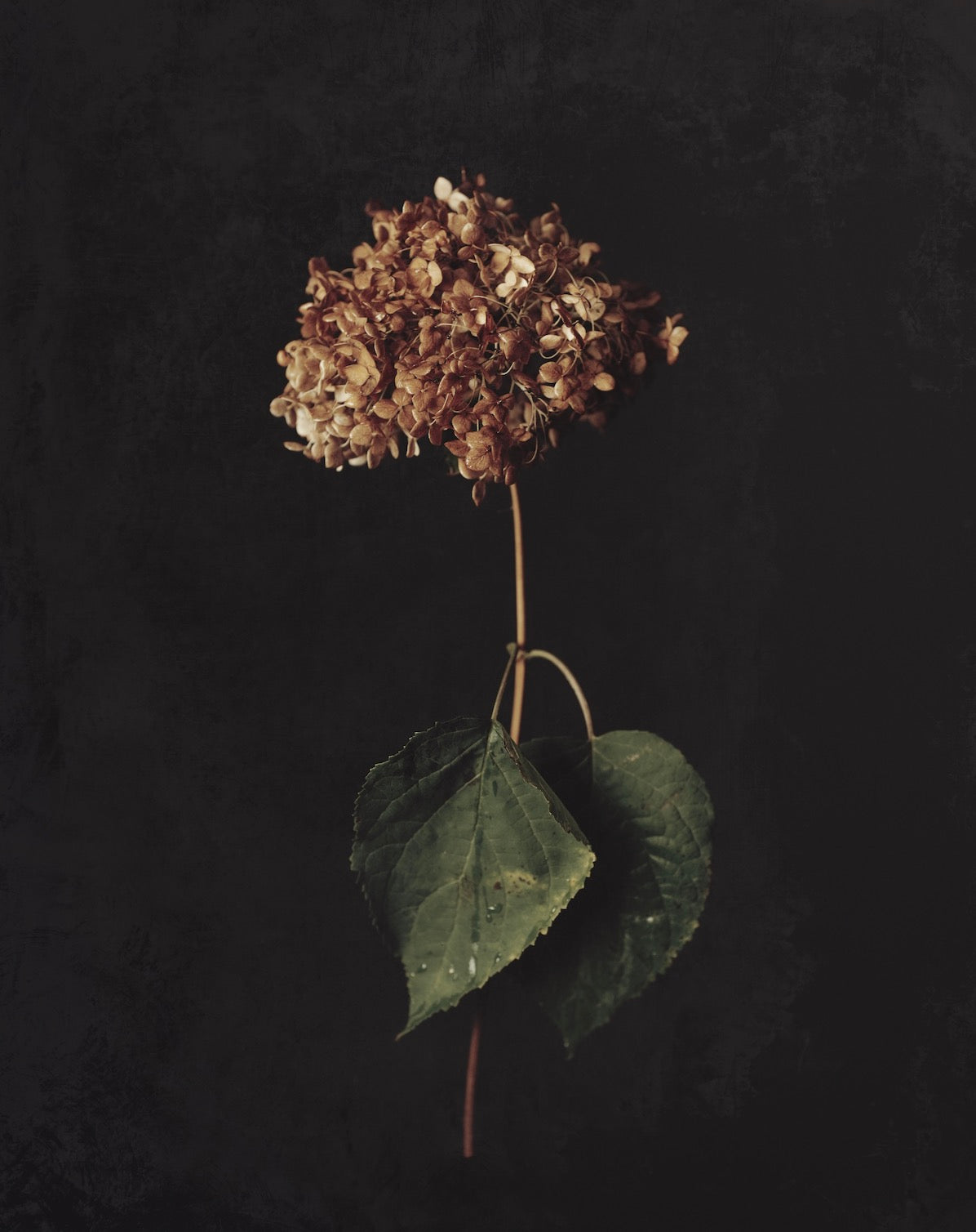 Caught Between Seasons - Download