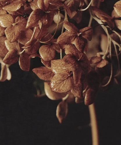 Caught Between Seasons - Download