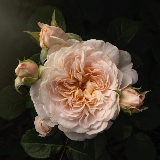 Blush Ivory Rose with Four Buds - Download