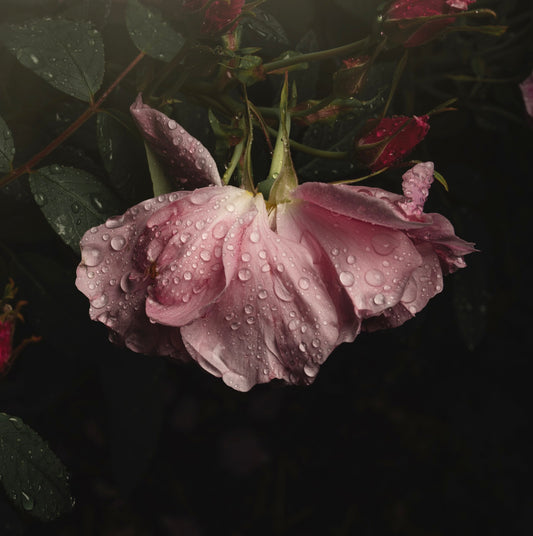 Wilting Pink Rose After the Rain - Download