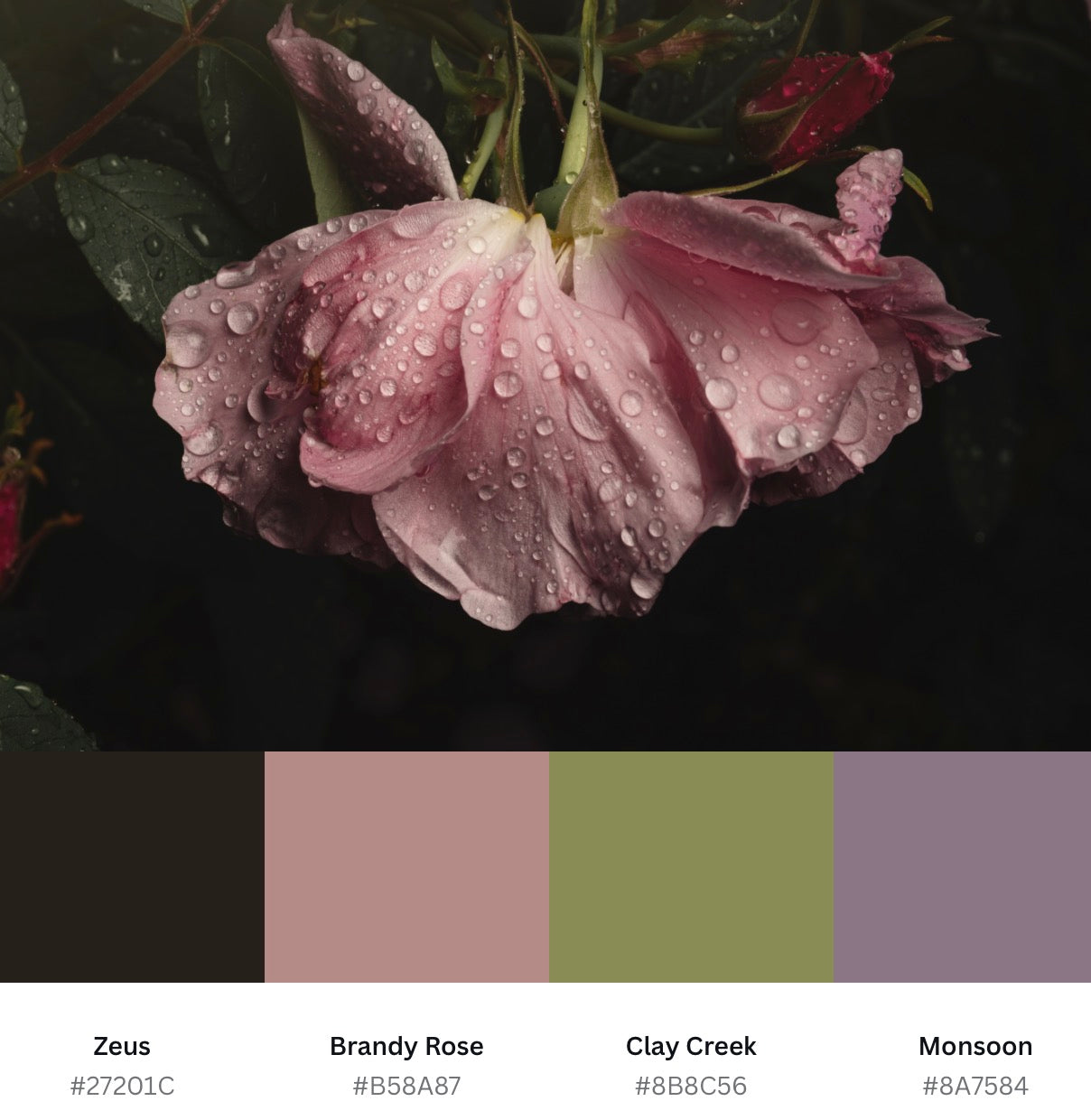 Wilting Pink Rose After the Rain - Download