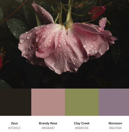 Wilting Pink Rose After the Rain - Download