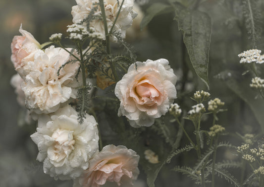 Soft Morden Blush Roses - Printable