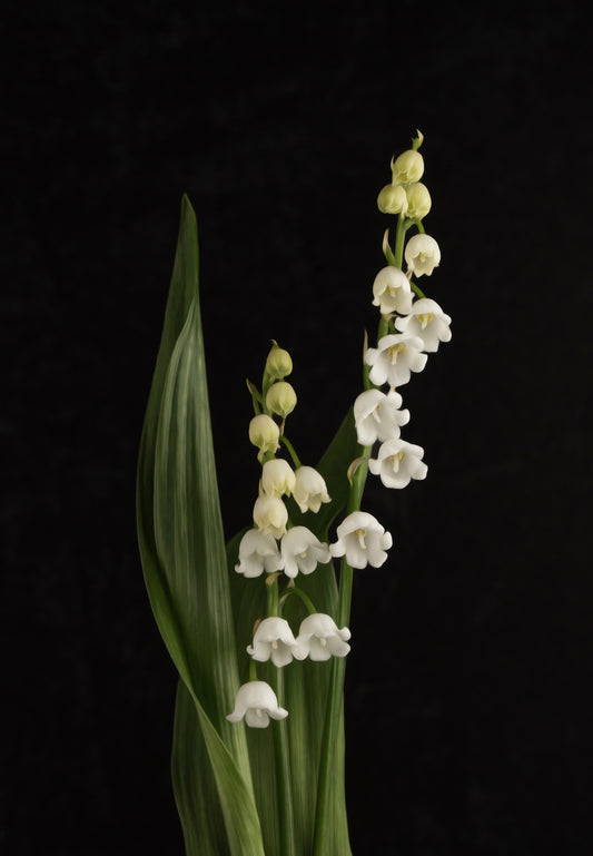 Lily of the Valley - Download