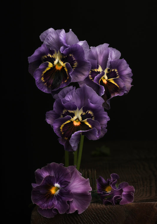 Frilly Purple Pansies - Download
