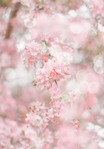 Pink Cherry Blossoms and Bokeh -  Printable