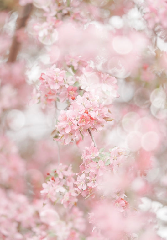 Pink Cherry Blossoms and Bokeh -  Printable