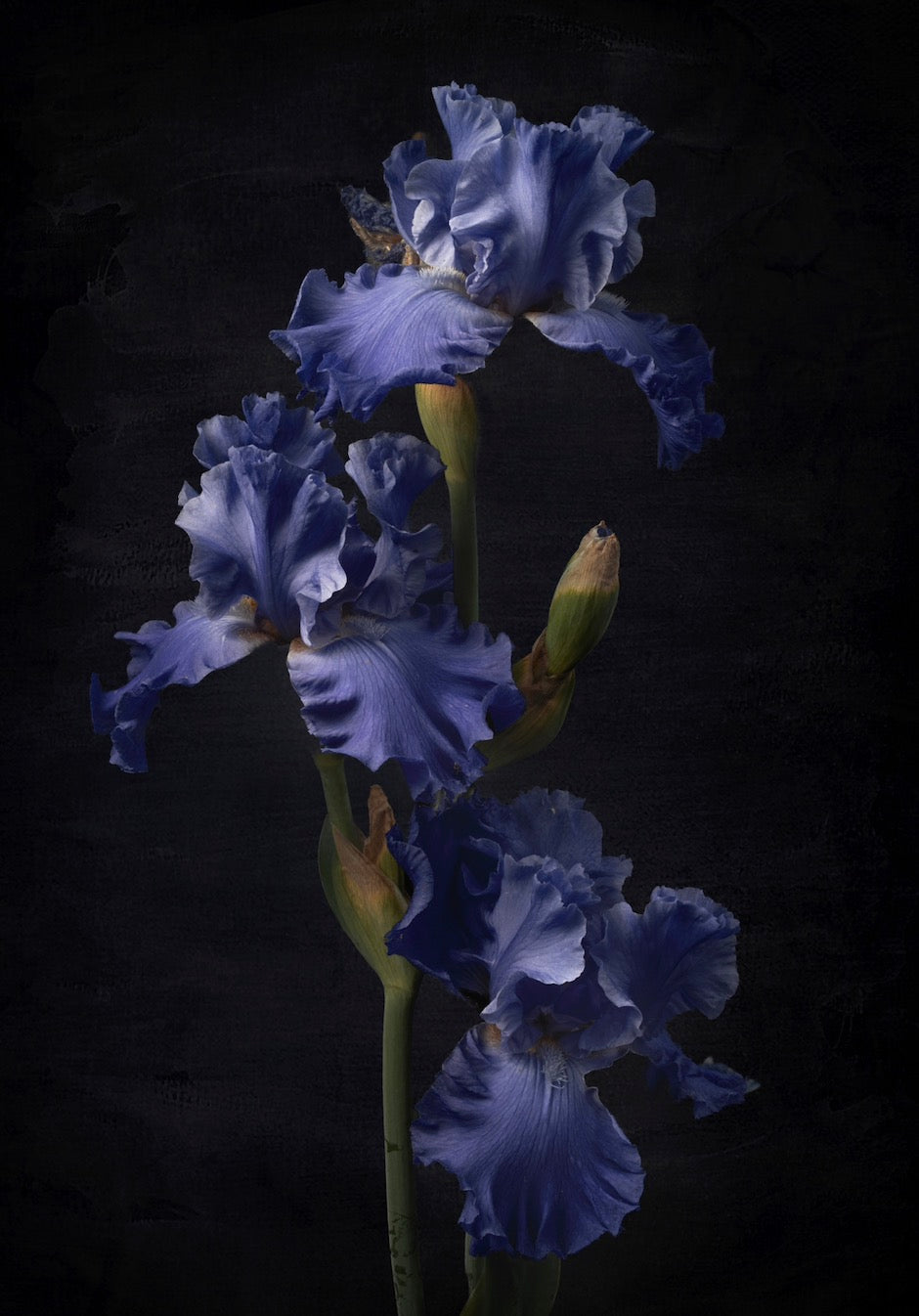 The Iris Trio - Download