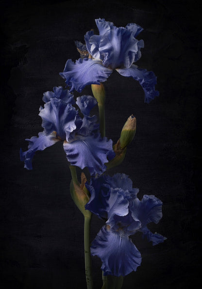 The Iris Trio - Download