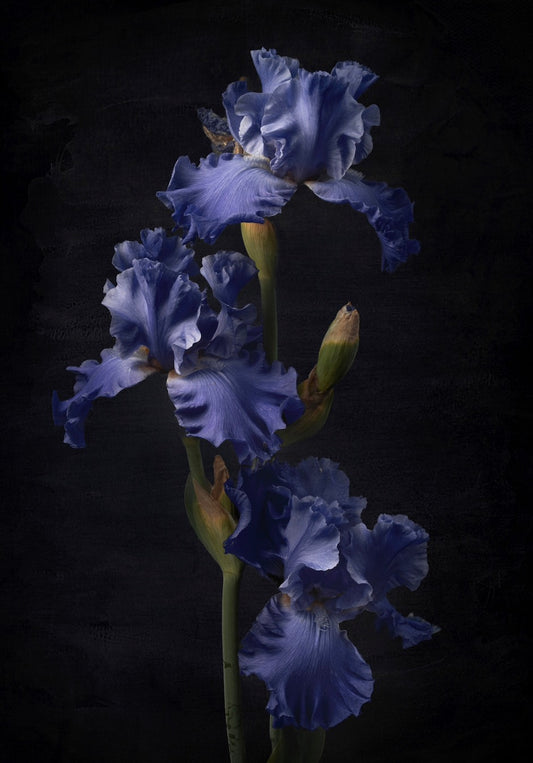 The Iris Trio - Download
