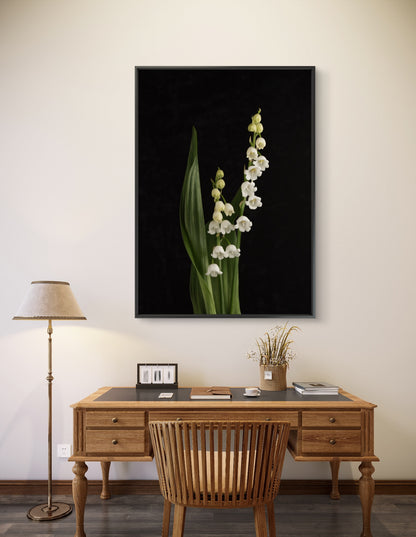Lily of the Valley - Download