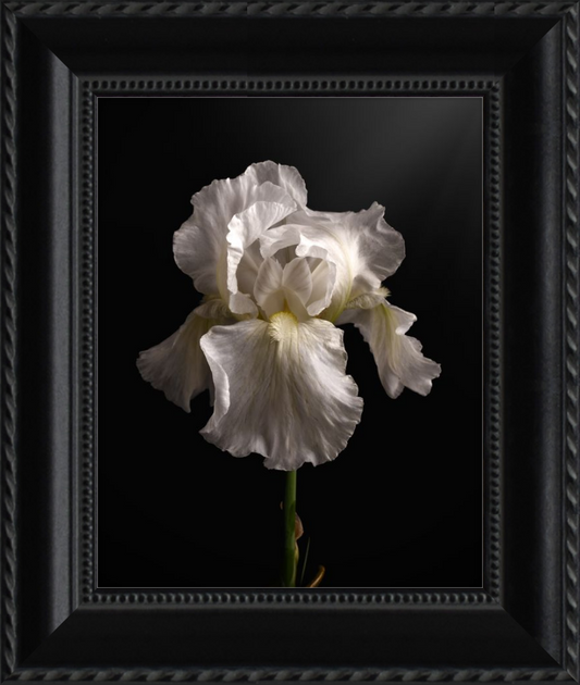 Elegant White Iris 'Immortality'