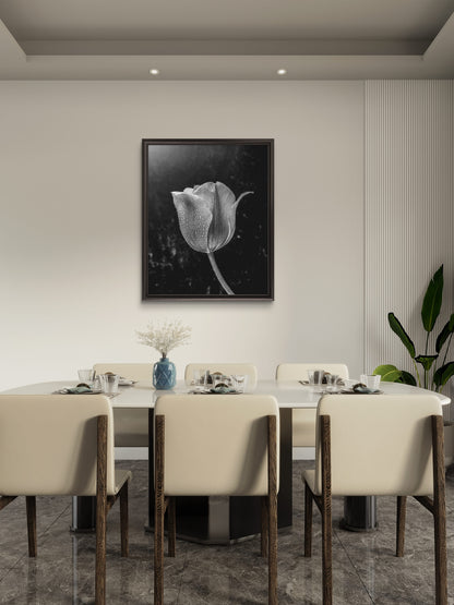 Black and White Tulip with Water Droplets