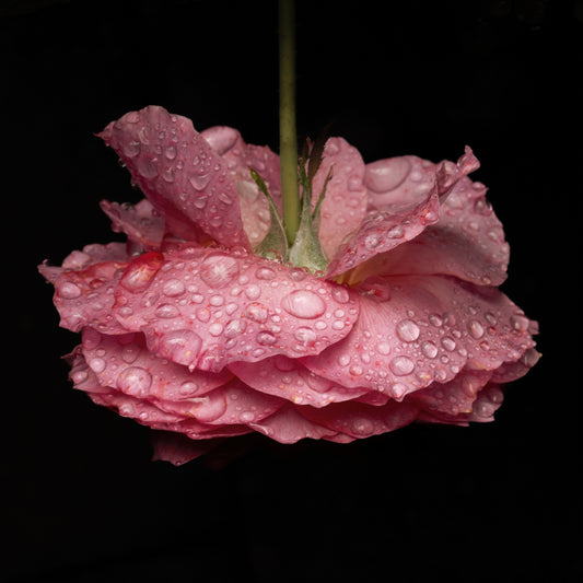 A Pink Rose after the Rain