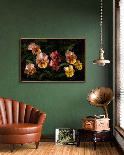 Colorful Pansies