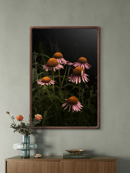 Elegant Pink Coneflowers in a Naturalistic Garden Setting 'The Wayward Petal'