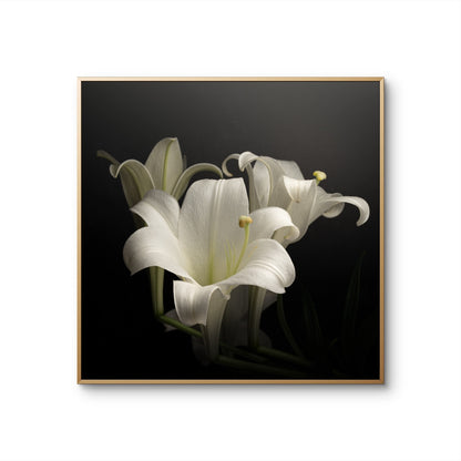 Elegant White Lilies Displayed Against a Dark Background