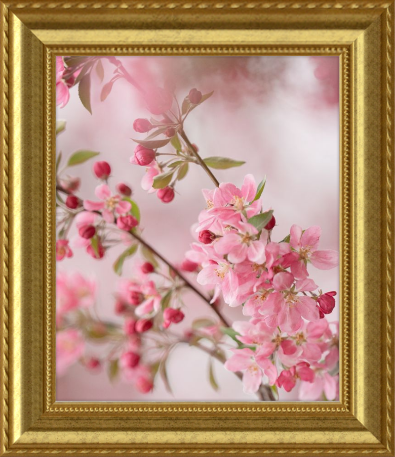 Pink Cherry Blossoms in Spring