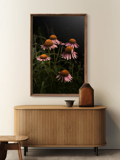 Elegant Pink Coneflowers in a Naturalistic Garden Setting 'The Wayward Petal'