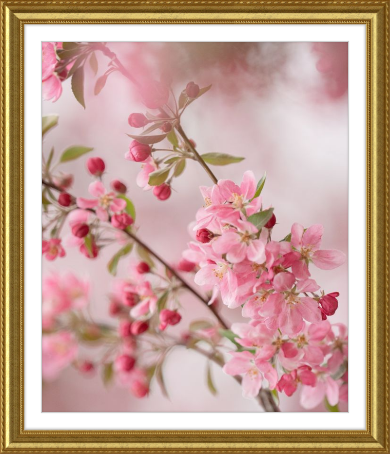 Pink Cherry Blossoms in Spring