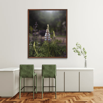 Spring Lupines
