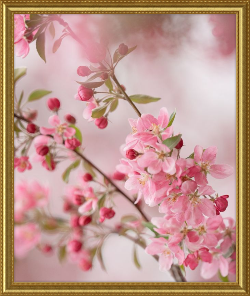 Pink Cherry Blossoms in Spring