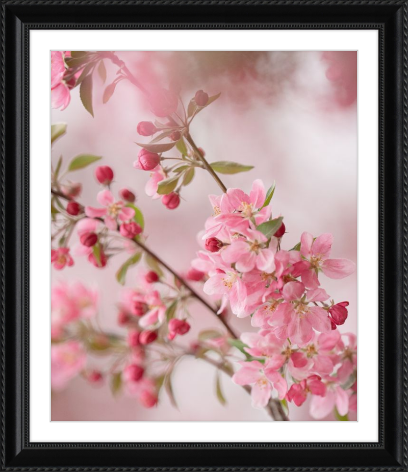 Pink Cherry Blossoms in Spring