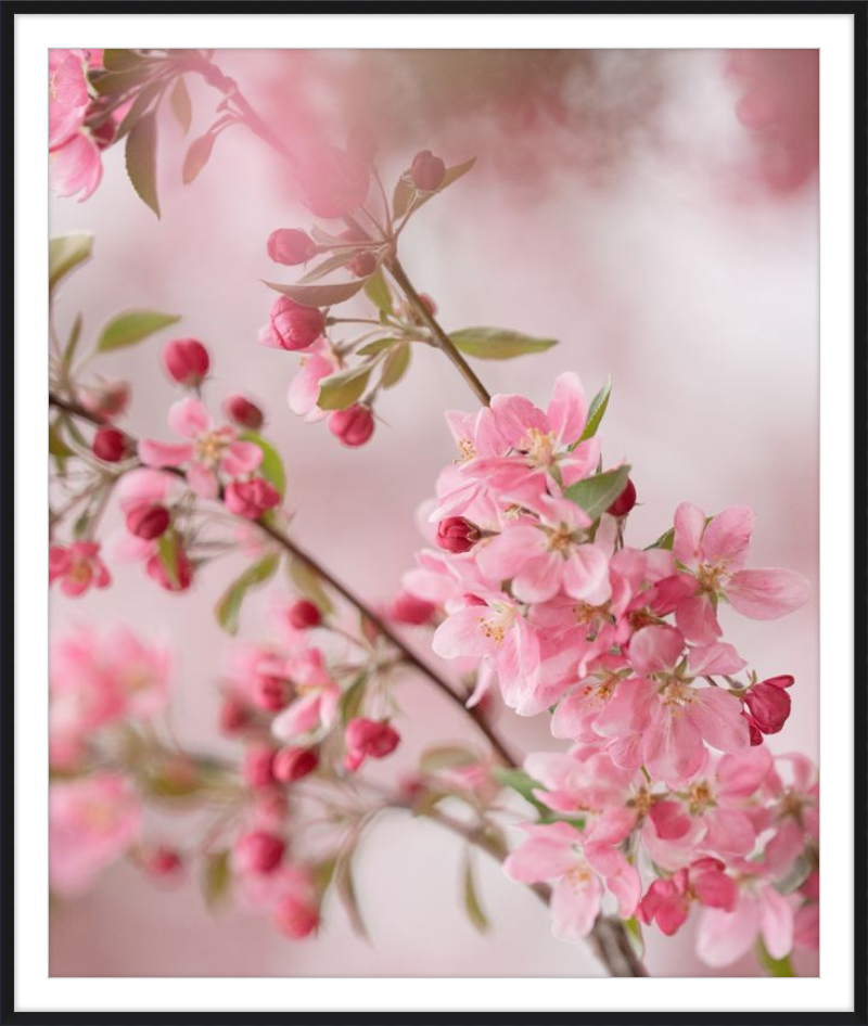 Pink Cherry Blossoms in Spring