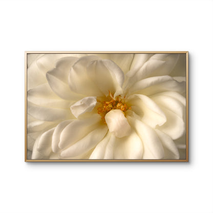 Close View White Rose