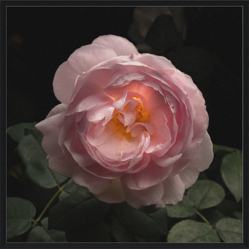 Illuminated Pink Rose