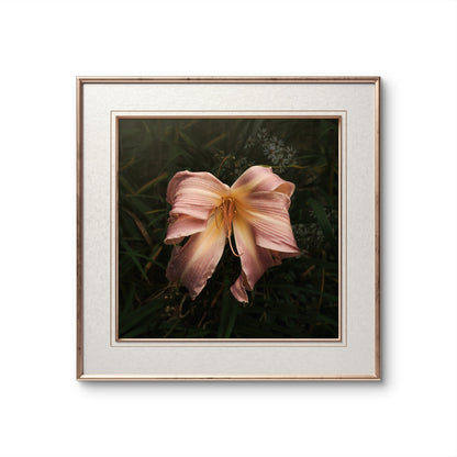 Bow Daylily