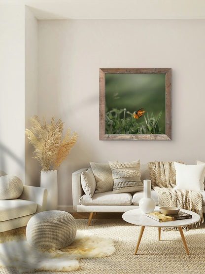 Monarch Butterfly Square Print