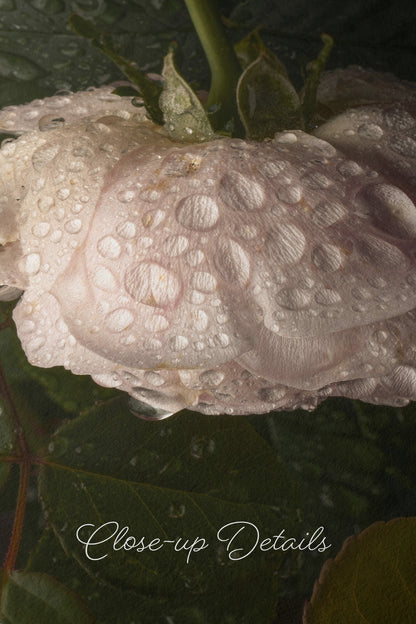 Elegant Close-Up of a Dew-Covered White Rose With Dark Green Leaves