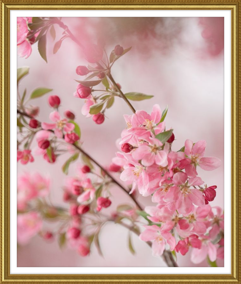 Pink Cherry Blossoms in Spring