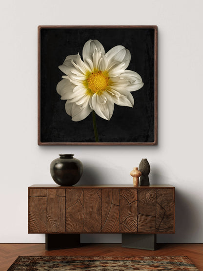 Cherubino Dahlia Portrait