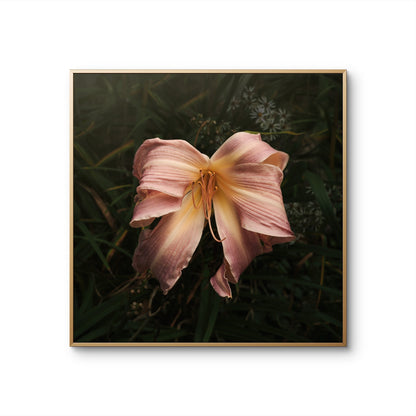 Bow Daylily