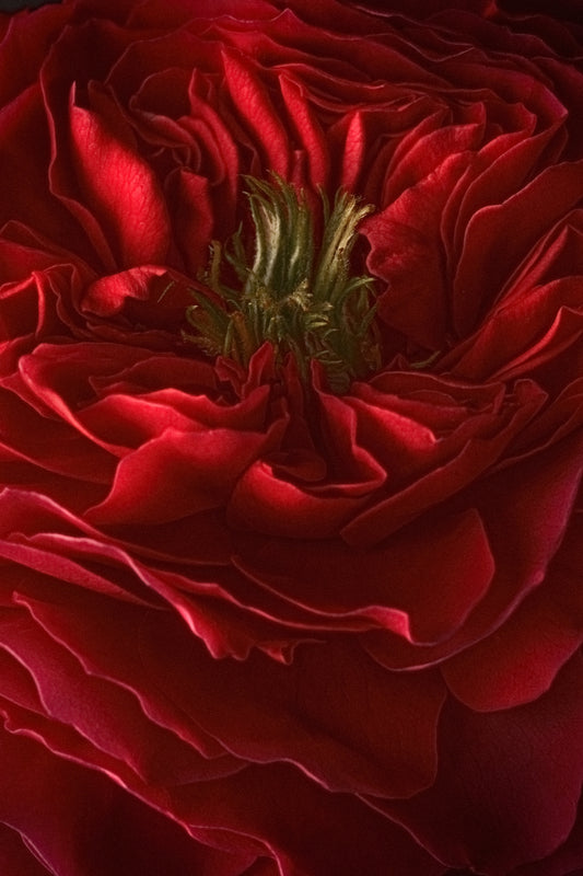 The Winter Red Rose, Dramatic Macro Red Petals Fine Art Photo, Statement Wall Art Piece, Vertical Moody