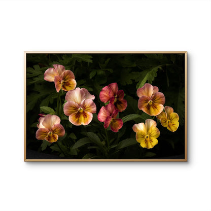Colorful Pansies