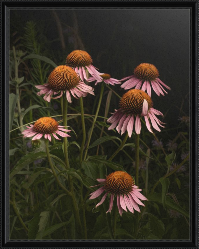 The Wayward Petal Echinacea Blooms by Caroline Jensen