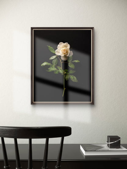 Single White Rose