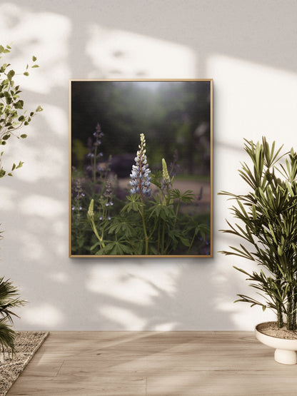 Spring Lupines