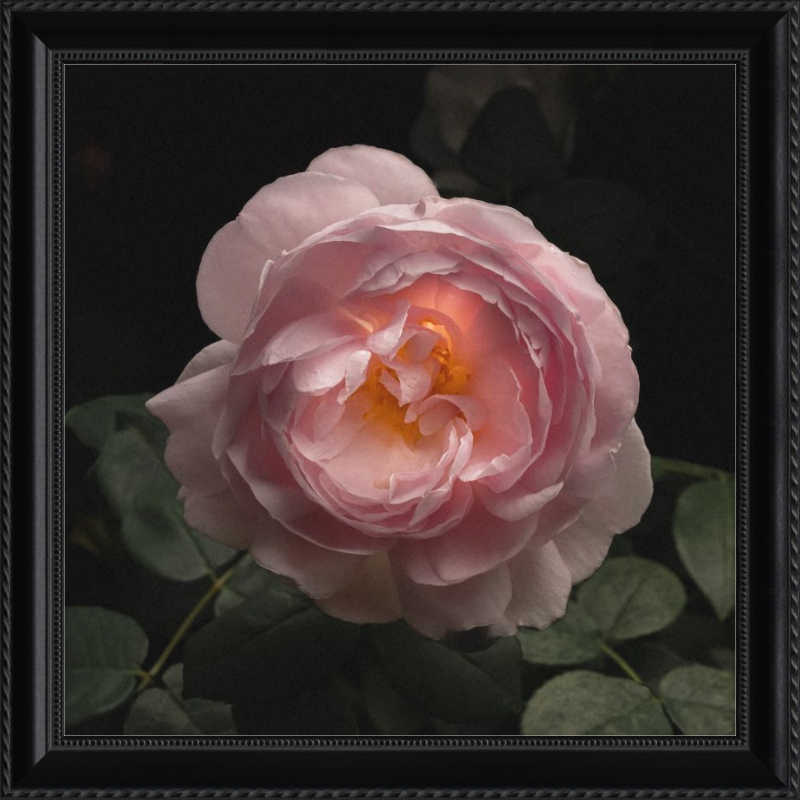 Pink rose with green leaves on a dark background