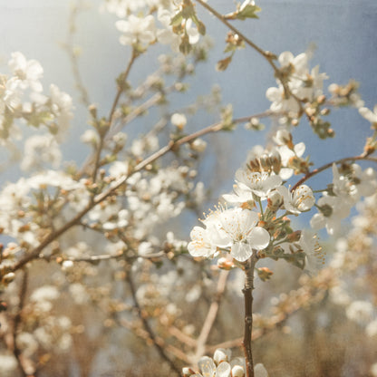 Spring White Cherry Blossoms