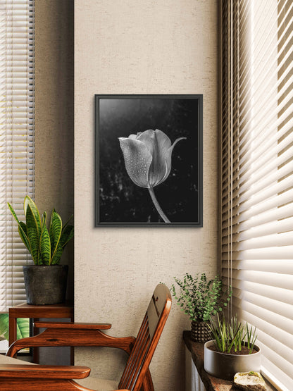 Black and White Tulip with Water Droplets