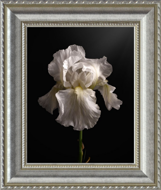 Elegant White Iris 'Immortality'