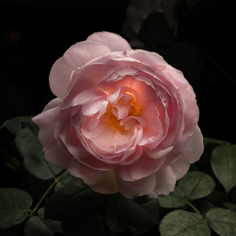 Illuminated Pink Rose
