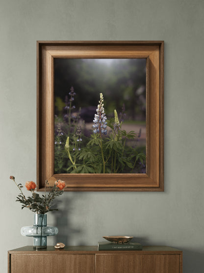 Spring Lupines